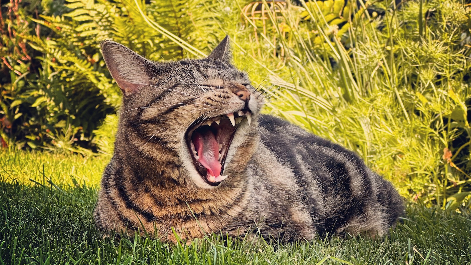 A tabby cat sitting in the grass, yawning
